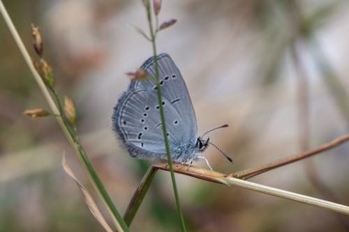 Cupido minimus